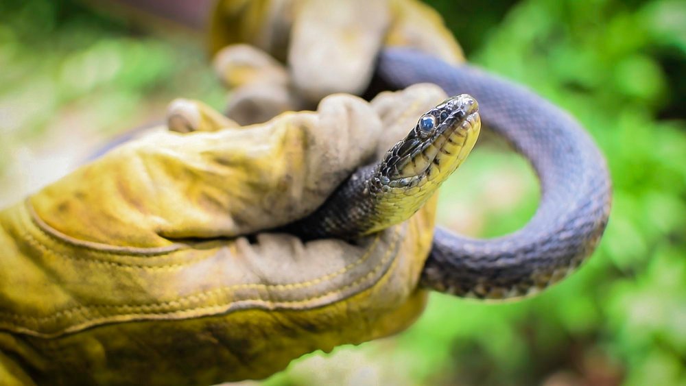 Snake-Proofing & Prevention Consultation
